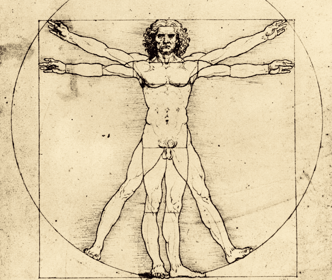 vitruvian man
